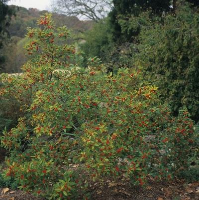 Ilex verticillata Winter Red M/F