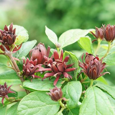 Calycanthus floridus Simply Scentsational