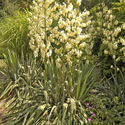 Yucca filamentosa Excalibur