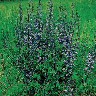 Baptisia Purple Smoke