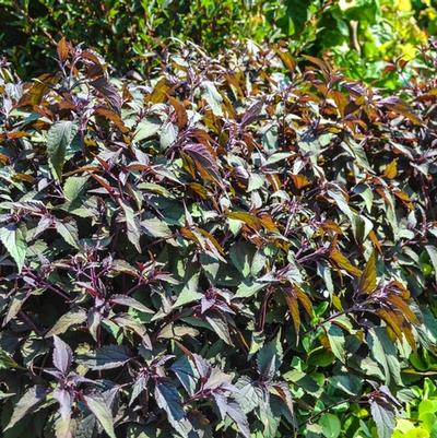 Eupatorium rugosum Chocolate