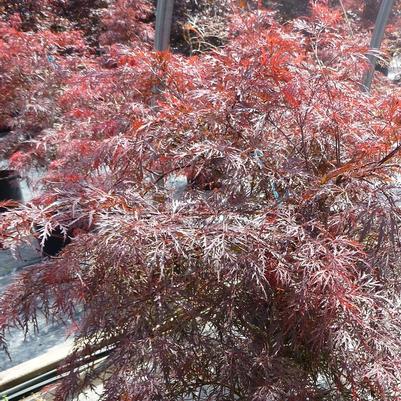 Acer palmatum var. dissectum Tamukeyama