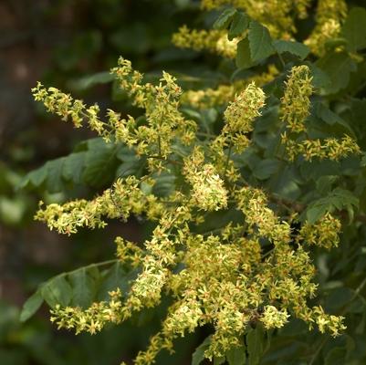 Koelreuteria paniculata 