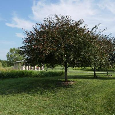 Malus Prairefire