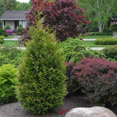 Thuja x plicata Junior Giant