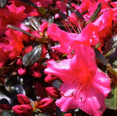 Rhododendron Girard's Rose