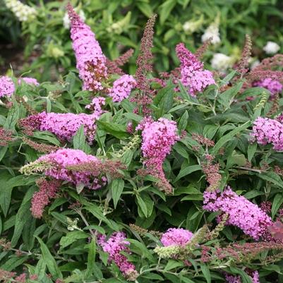 Buddleia Pugster Pink®