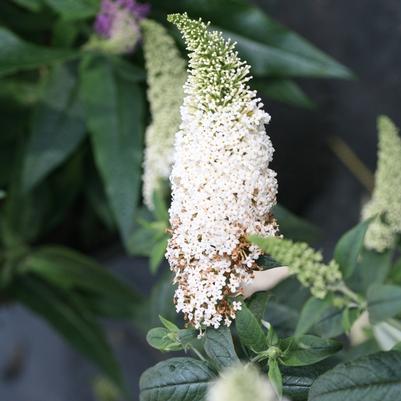 Buddleia x Pugster White®
