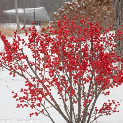Ilex verticillata Berry Poppins M/F - PW