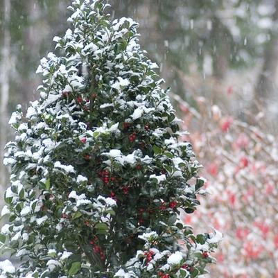 Ilex x meserveae M/F Castle Spire/Wall M/F - PW