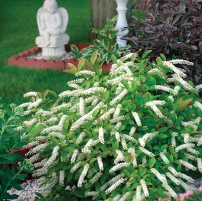 Itea virginica Little Henry
