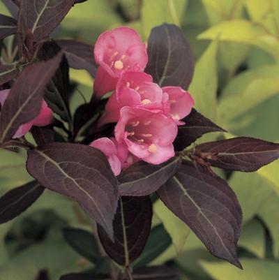 Weigela florida Alexandra