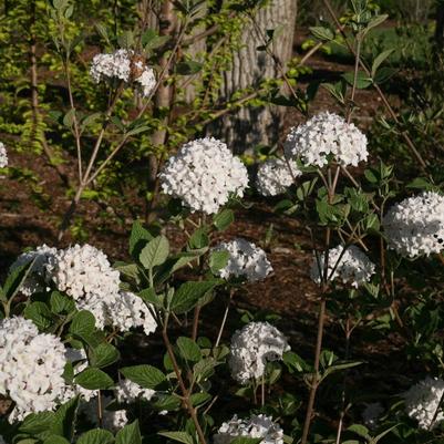 Viburnum carlesii Spice Baby™