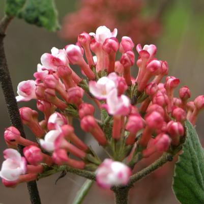 Viburnum carlesii Spice Girl®