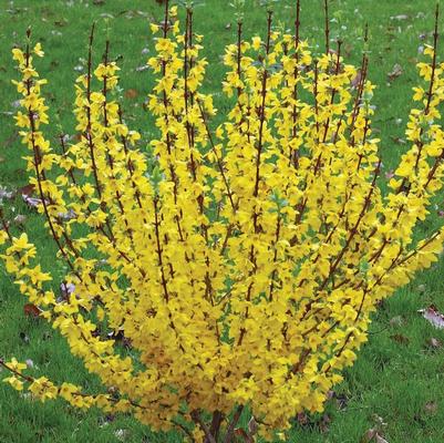 Forsythia x intermedia Show Off Starlet