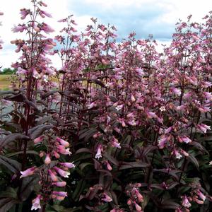 Penstemon Dark Towers