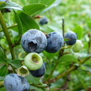 Vaccinium corymbosum Blueray