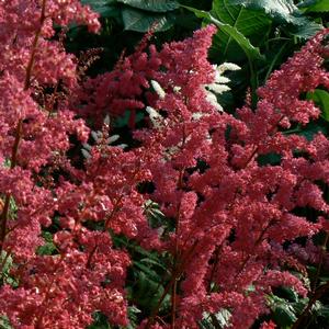 Astilbe x arendsii Fanal