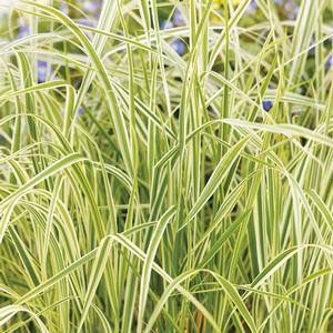 Calamagrostis acutiflora Overdam