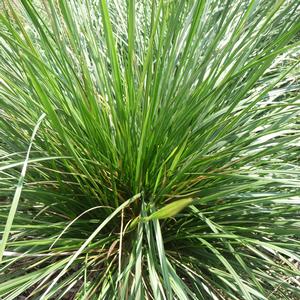 Deschampsia cespitosa 