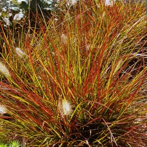 Pennisetum alopecuroides Burgundy Bunny