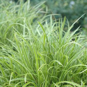 Carex morrowii Ice Dance