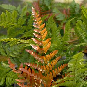 Dryopteris erythrosora Autumn Brilliance