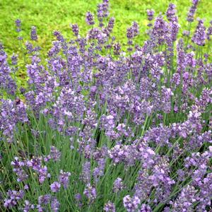 Lavandula angustifolia Munstead