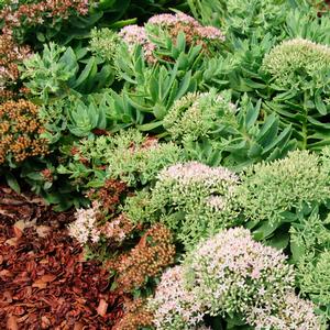 Sedum Rock 'N Grow® Pure Joy
