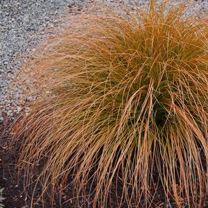 Carex glauca Blue Zinger