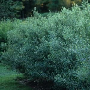 Salix purpurea Nana