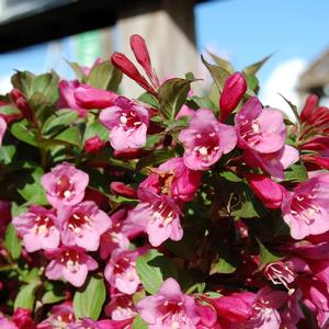 Weigela florida Minuet
