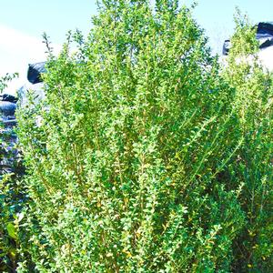 Ilex crenata Steeds