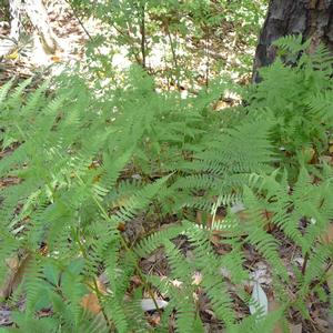 Athyrium filix-femina 