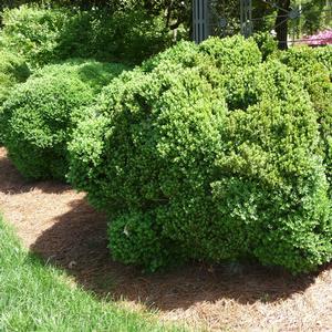 Buxus Green Velvet