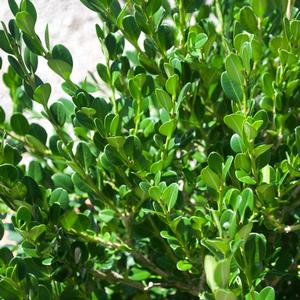 Buxus microphylla japonica Winter Gem