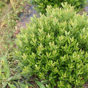 Ilex glabra Strongbox®