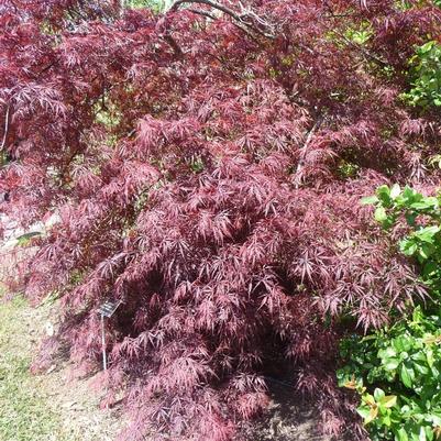 Acer palmatum var. dissectum Crimson Queen