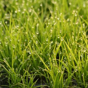 Carex vulpinoidea 