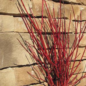 Cornus amomum 