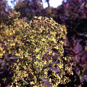 Cotinus coggygria Royal Purple