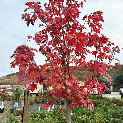 Acer x freemanii Autumn Blaze