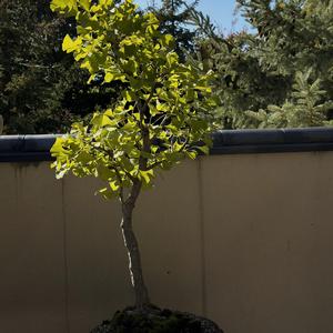 Ginkgo biloba 