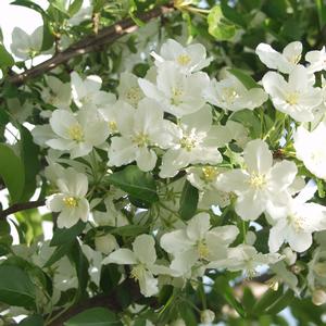 Malus Adirondack