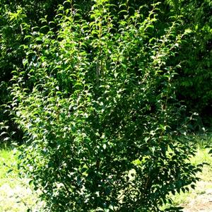 Styrax japonicus Snowbell