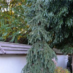 Picea glauca Pendula