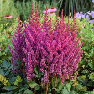Astilbe chinensis Visions