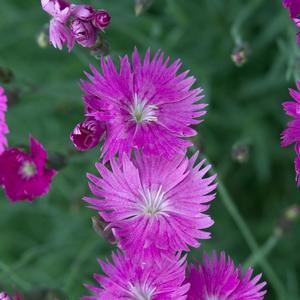 Dianthus gratianopolitanus Firewitch