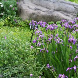 Iris versicolor 