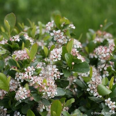 Aronia melanocarpa Low Scape Mound